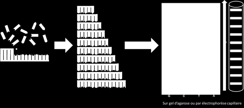 Figure 3 : Principe du séquençage par la méthode de Sanger
