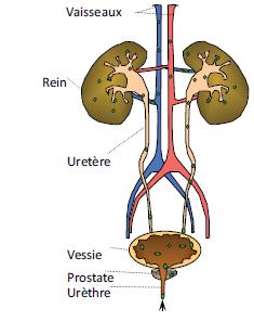 Chapitre I Infections urinaires 1- Généralités sur l appareil urinaire 1.