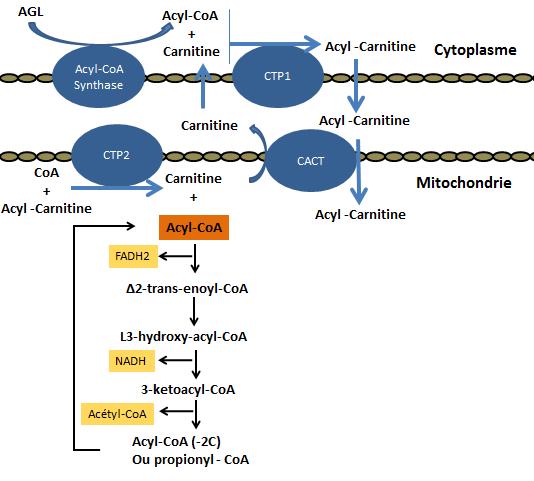 où il sera reconverti en acyl-coa par la carnitine acyltransférase de la membrane interne (CPT2).