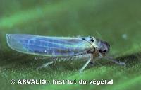 Cicadelles Des cicadelles sont signalées dans 3 parcelles du réseau. Insecte piqueur-suceur dont les larves peuvent provoquer des grillures sur feuilles en cas de fortes populations.
