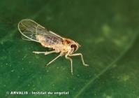 Les cicadelles communes et cicadelles brunes sont plus souvent observées dans les maïs : Cicadelle commune La cicadelle adulte mesure de 2 à 3 mm de longueur, de teinte vert bleutée.