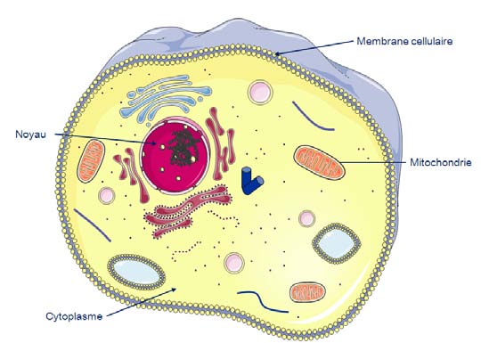 Figure 1 : Schéma d une cellule Illustration réalisée grâce à Servier Medical Art Dans le syndrome de Kearns-Sayre, certains gènes mitochondriaux impliqués dans les étapes de production d énergie