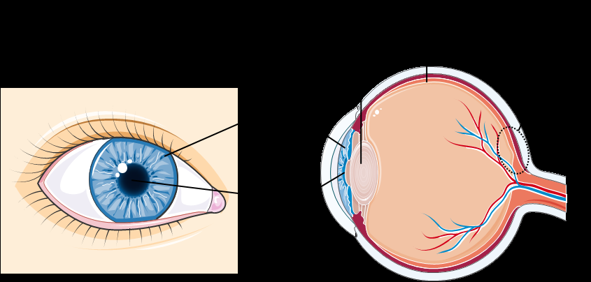 Figure 3 : Schéma de l œil. Illustration réalisée grâce à Servier Medical Art Chez les personnes atteintes, les photorécepteurs sont détruits progressivement.