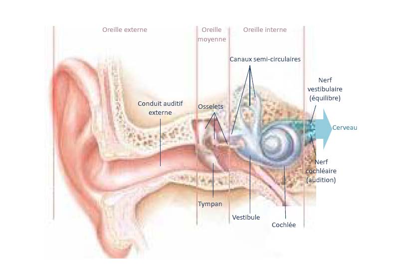 doc=maladie_meniere_pm) L oreille interne contient l organe de l audition : c est un petit organe creux en forme d escargot appelé cochlée ou limaçon, qui capte et transforme les sons en signaux