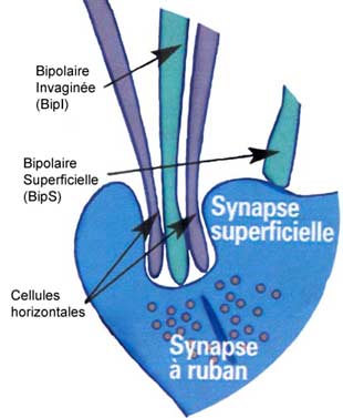 Chapitre 1. L'oeil Figure 1-4. Extrémité synaptique d'un cône L'autre partie du photorécepteur est, nous l'avons déjà dit, son segment externe.
