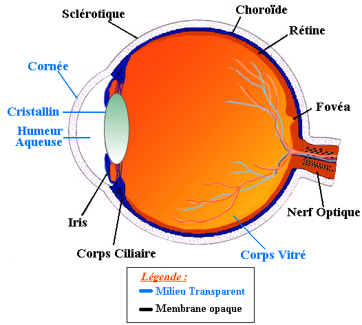 Chapitre 1. L'oeil 1.1. L'anatomie de l'oeil L'oeil est l'organe de la vision. Il est de faible volume (6.