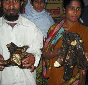 A GAUCHE ET EN HAUT Leaders Naturels du village de Jalagari, dans le district Gaibandha au Bangladesh, tenant du mach alu (pomme de terre grimpante)