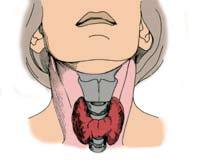 L EXAMEN de la thyroïde UComment fonctionne la thyroïde 4 Les trois organes concernés Pour comprendre comment fonctionne la thyroïde, il faut en fait décrire trois organes distincts qui travaillent