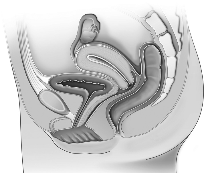 Vagin Vue de profil des organes génitaux féminins Ovaire Trompe de Fallope Utérus Col de l