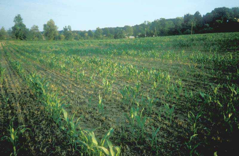 Introduction Exemple des limites du semis direct et de la technique de semis: Mauvaise croissance du maïs semé en semis direct.