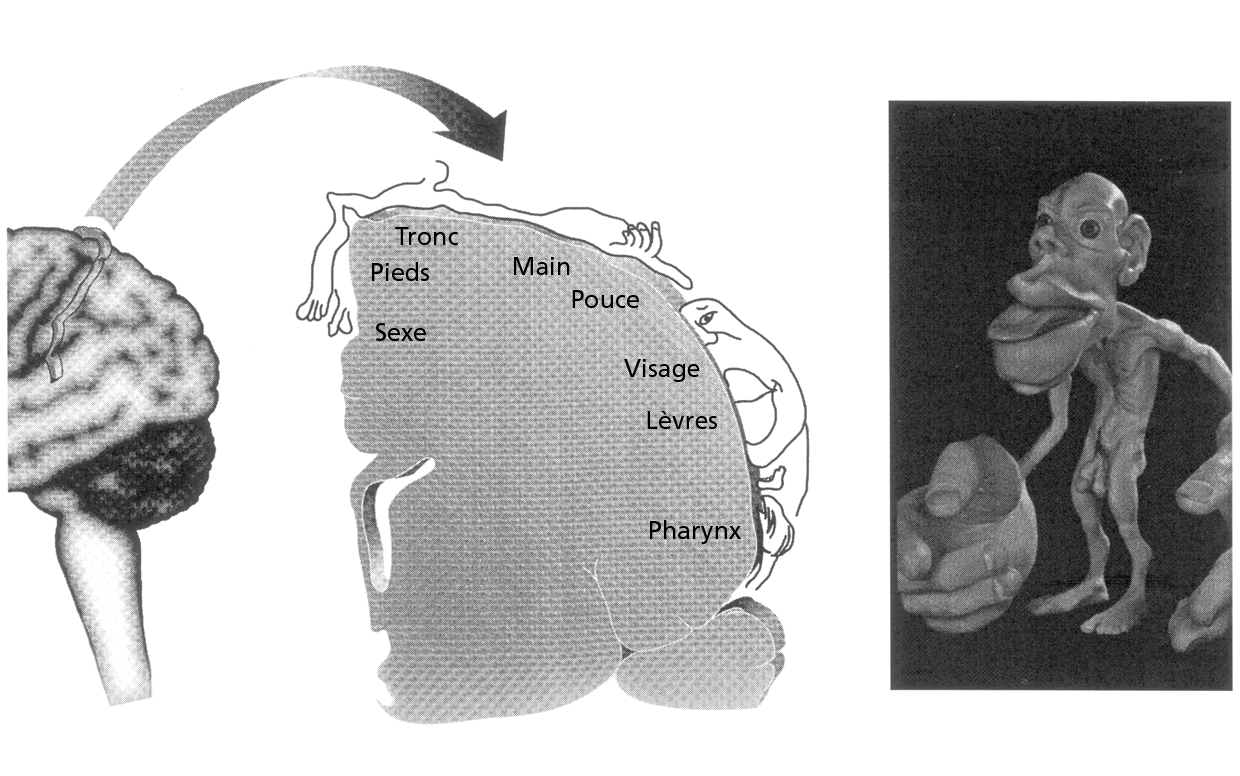 LE CERVEAU, CET ARTISTE FIGURE 1.5 (a) Représentation de la surface corporelle sur la surface du cerveau derrière la scissure de Rolando.