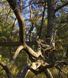 Rapaces Le massif du Grand Barry héberge un site de nidification d aigles royaux et de faucons pèlerins ; ainsi que plusieurs couples de faucons crécerelles.