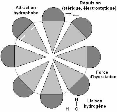 Chapitre I Etude bibliographique Figure I-9 : Représentation des interactions dans une micelle en solution aqueuse.