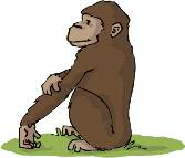 2 ème partie : Comprendre la biodiversité 3. Finalement, l homme est un singe comme les autres L Homme ne descend pas du singe, c est un «grand singe».