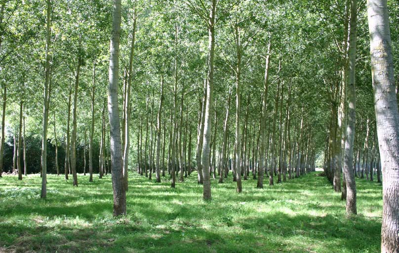 Diversité de la forêt Taux de couvert L IGN exécute sur tous les points d inventaire en forêt des observations relatives à la composition du couvert.