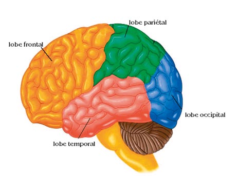 Figure 1 Représentation des différents lobes (zones) du cerveau. Le cerveau est divisé en deux hémisphères (un droit et un gauche), chaque hémisphère étant constitué de ces quatre lobes.