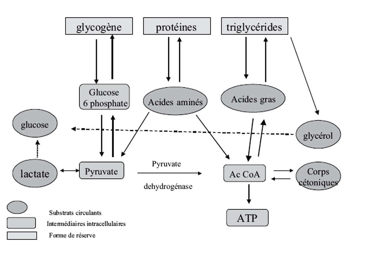 Substrats énergétiques circulants - Support de Cours (Version PDF) - Substrats ayant un rôle dans le métabolisme glucidique.