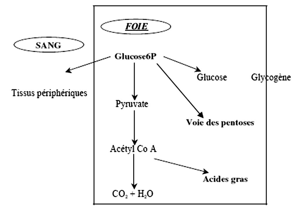 Absorption du glucose L absorption intestinale du glucose dépend en partie de la vitesse de la vidange gastrique, qui va conditionner le débit et la concentration du glucose dans la veine porte.