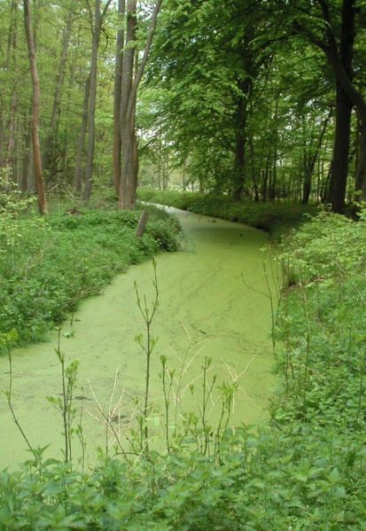 B Les phosphates Les phosphates sont reconnus comme les principaux responsables de l eutrophisation des lacs et