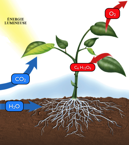 A Les producteurs primaires ou autotrophes Seules les végétaux chlorophylliens sont capables de produire à partir de substances minérales des substances organiques grâce à la photosynthèse.