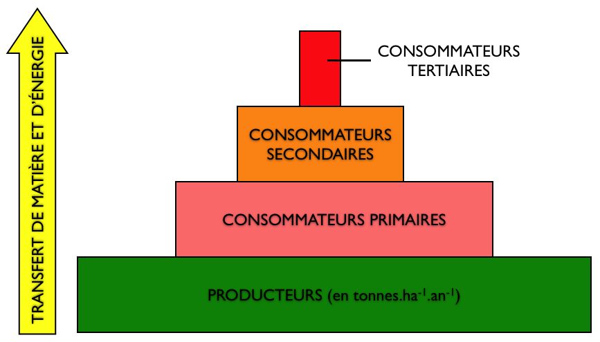 On peut définir alors une pyramide des biomasses où la surface chaque rectangle est
