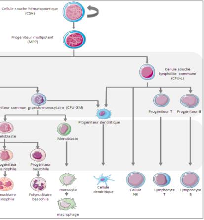Myélome multiple Pathologie