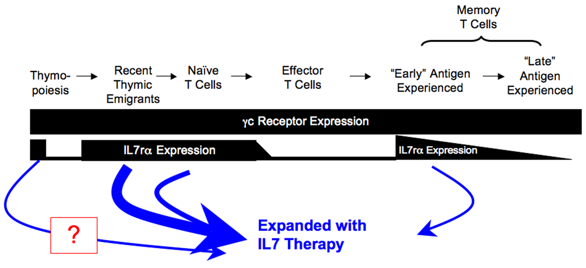 La chaîne IL-7Rα (ou CD127) est exprimée quasi-exclusivement par les cellules lymphoïdes.