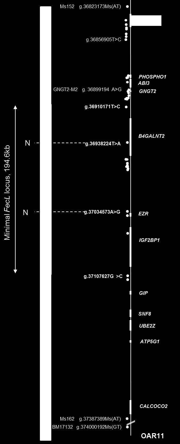 Figure 30. Carte du locus FecL sur le chromosome 11 ovin (Figure 1, Drouilhet-Mansanet et al., 2013) Les gènes et les marqueurs sont indiqués par des rectangles et des ronds, respectivement.