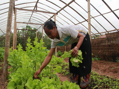 Rapport d'activité Les activités agricoles contribuant plus spécifiquement à la sécurité alimentaire et nutritionnelle des familles (terrasses rizicoles et systèmes d irrigation, jardins potagers,
