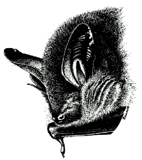 Le Murin de Bechstein Myotis bechsteini Statut de protection F : liste des espèces protégées, loi 76-629 et arrêté du 17/04/1981 UE : directive Habitats-Faune-Flore CEE 92/43 (annexe 2 et 4) EUR :