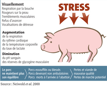 Analyse de l influence du stress sur la composition sanguine et l expression des gènes Le porc est exposé au syndrome de stress porcin, ce syndrome est caractérise par une élévation rapide de la