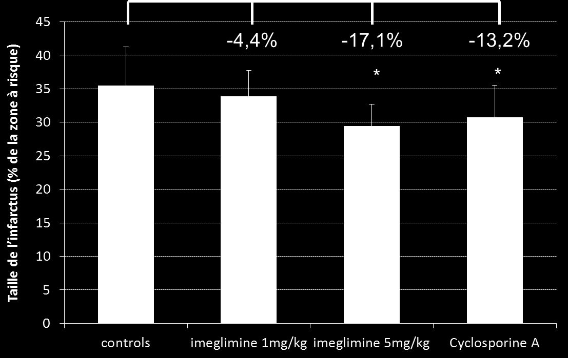 La taille de l infarctus est quantifiée après 4h de reperfusion, *résultat statistiquement significatif (*p<0,03) Effet de l Imeglimine sur la taille de l infarctus chez le lapin après occlusion de l