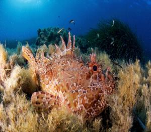 Le bassin méditerranéen est reconnu comme un haut lieu de la biodiversité. En effet on pourrait croire que la mer méditerranée est simplement le lieu de vie d'espèces communes comme le thon, le crabe.