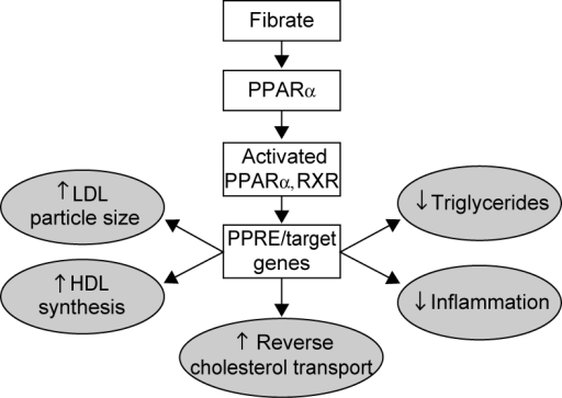 PPAR α: Peroxysome proliferator activated receptor alpha RXR: