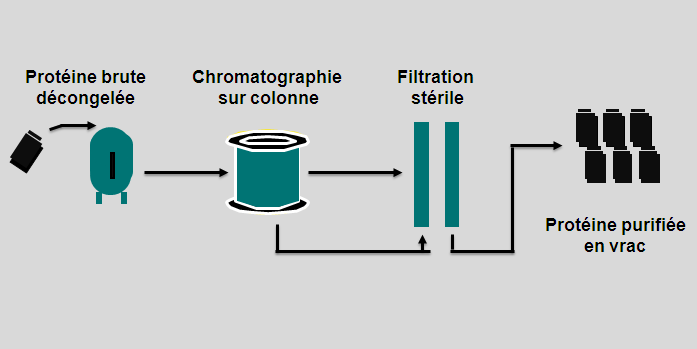 2-1-5) la purification : La purification d une protéine est un processus qui consiste à extraire cette substance depuis un mélange initial de tissus biologiques ou cultures cellulaires.