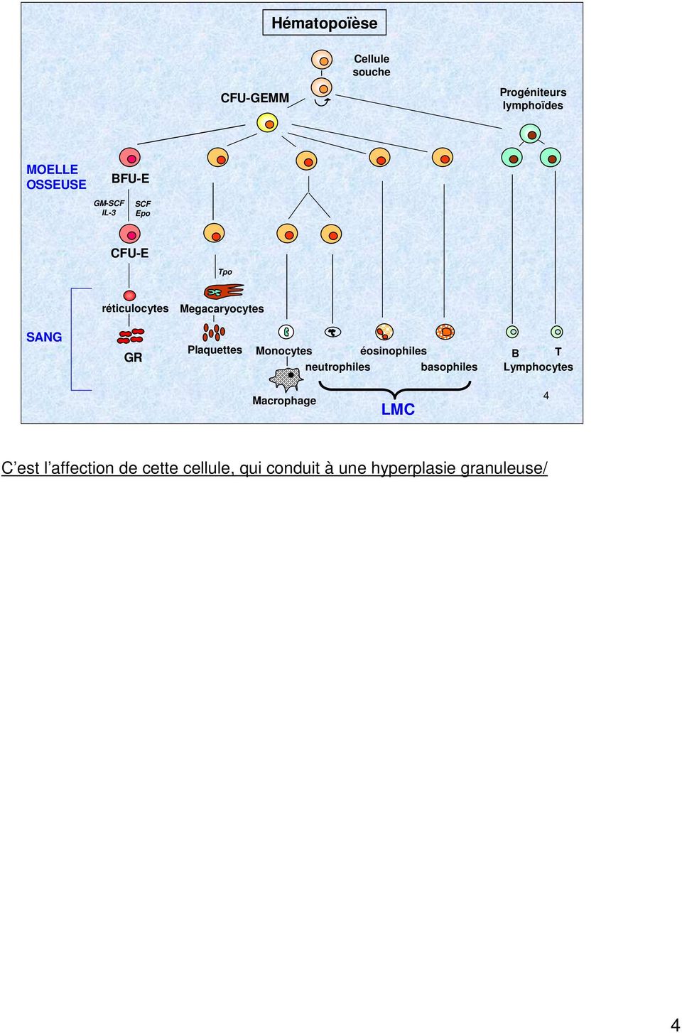 Plaquettes Monocytes éosinophiles neutrophiles basophiles B T Lymphocytes