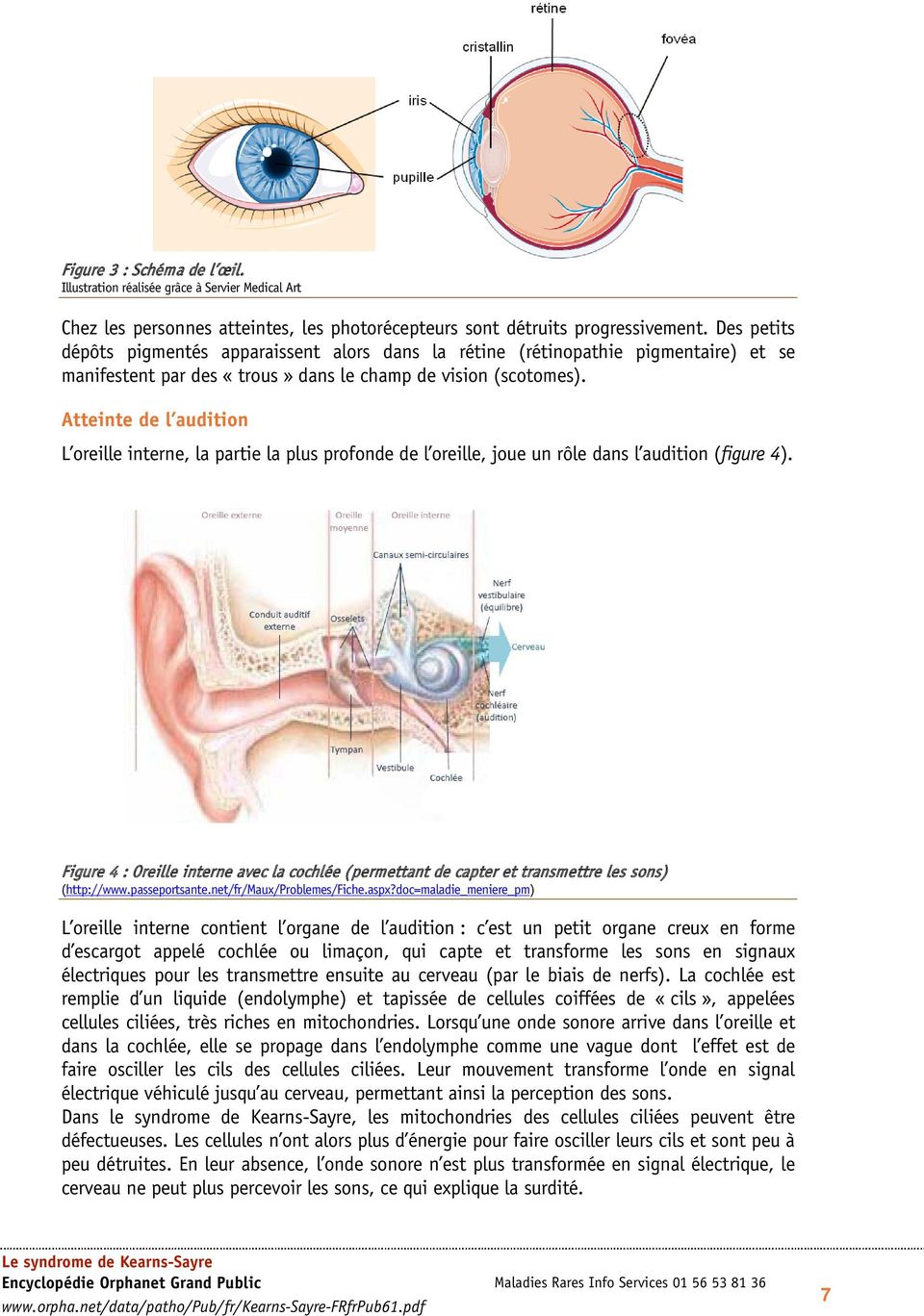 Atteinte de l audition L oreille interne, la partie la plus profonde de l oreille, joue un rôle dans l audition (figure 4).