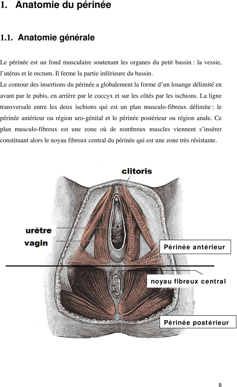 Le contour des insertions du périnée a globalement la forme d un losange délimité en avant par le pubis, en arrière par le coccyx et sur les côtés par les ischions.