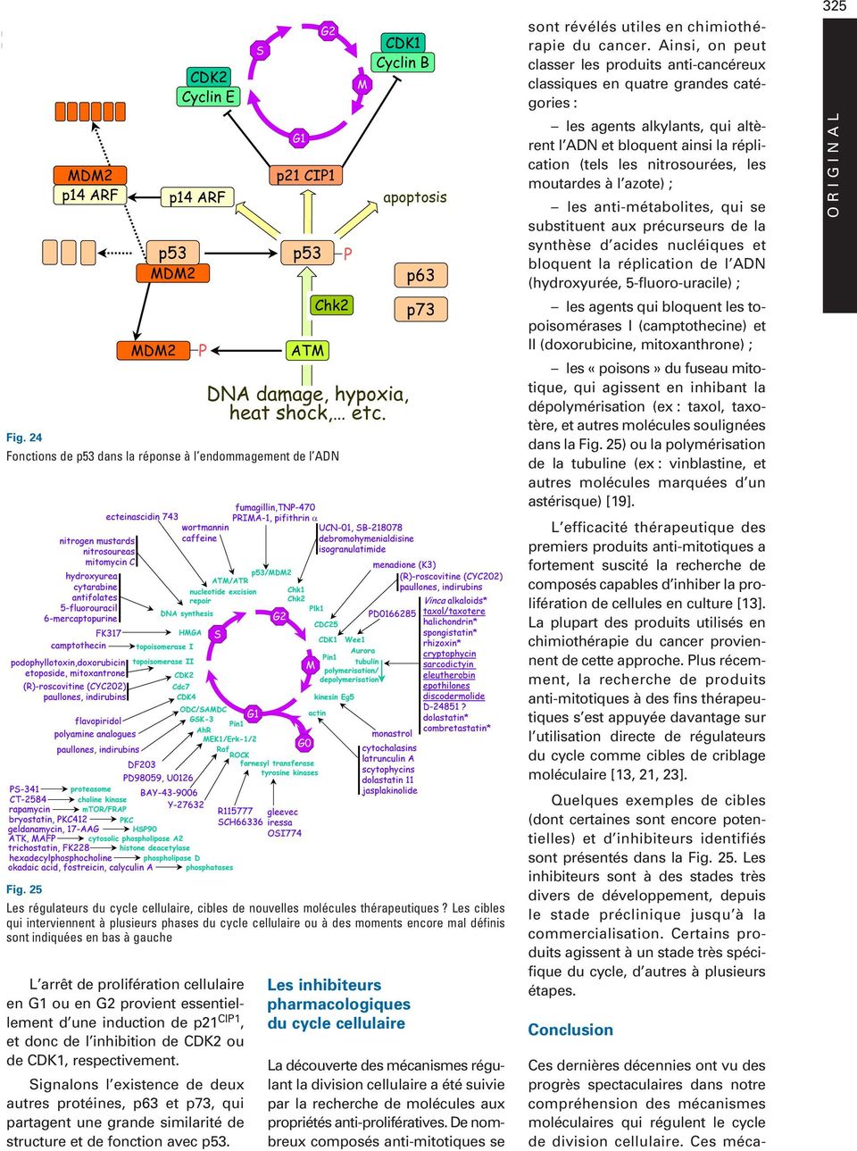 Fonctions de p53 dans la réponse à l endommagement de l ADN Y nitrogen mustards nitrosoureas mitomycin C hydroxyurea cytarabine antifolates 5-fluorouracil 6-mercaptopurine FK317 camptothecin