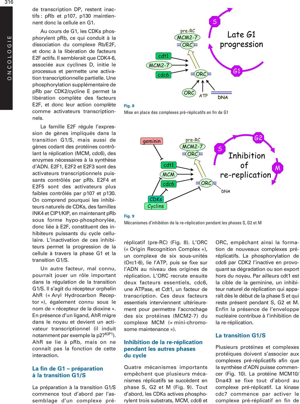 Il semblerait que CDK4-6, associée aux cyclines D, initie le processus et permette une activation transcriptionnelle partielle.