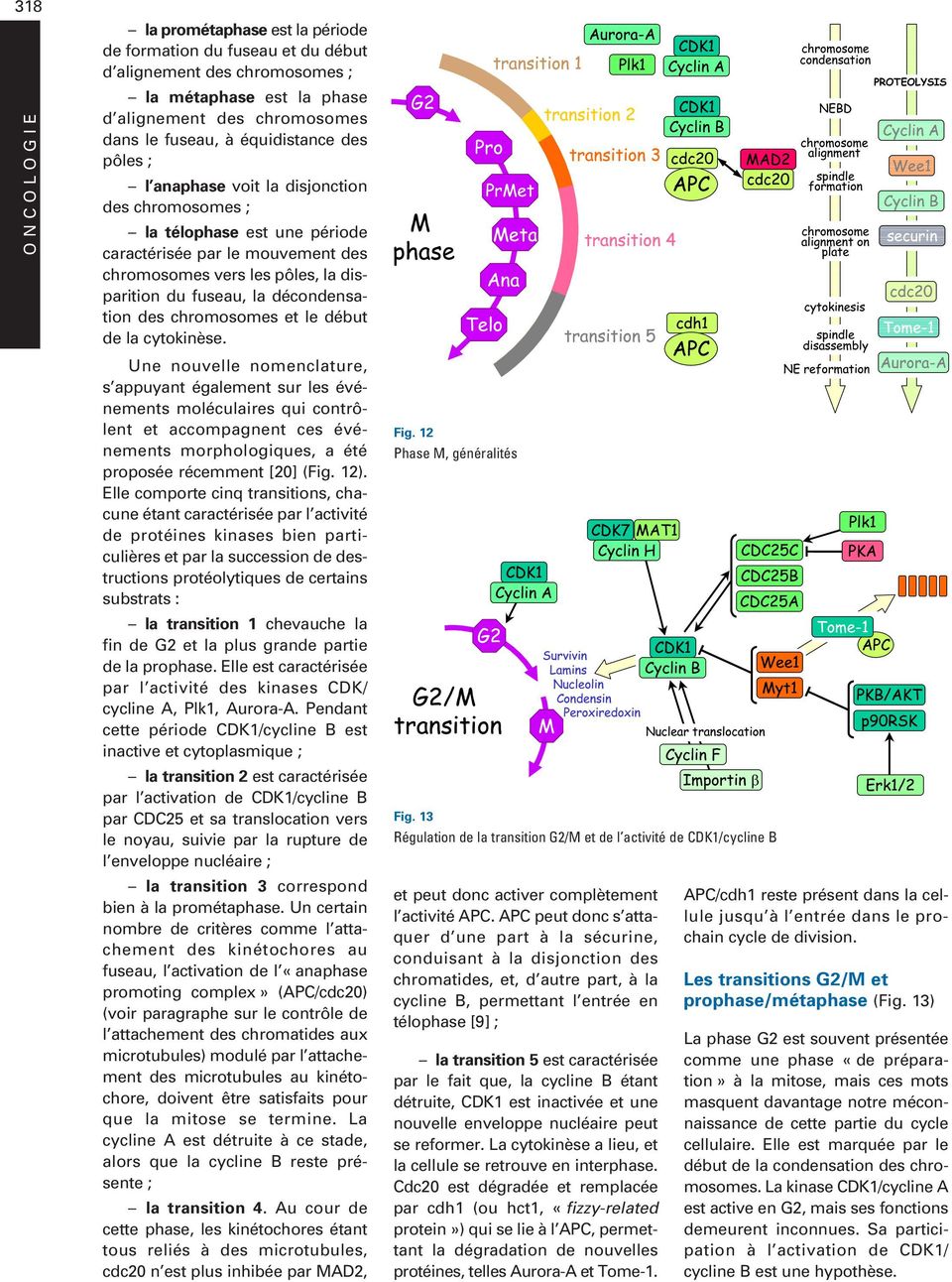 chromosomes et le début de la cytokinèse.