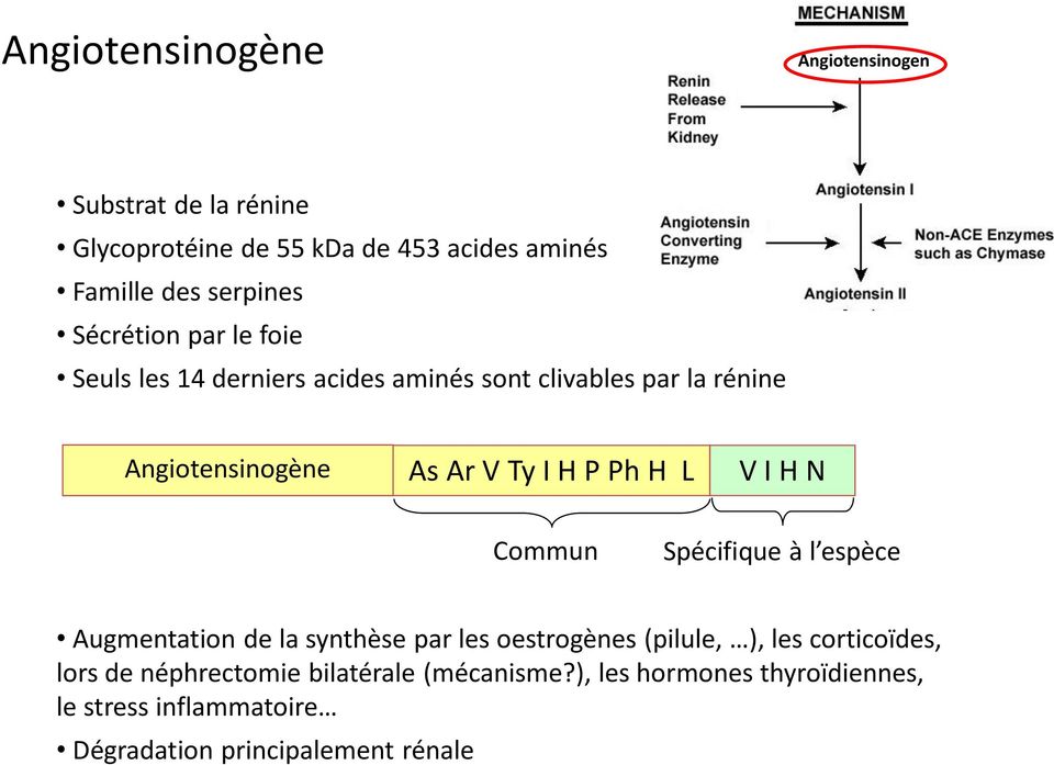 H L V I H N Commun Spécifique à l espèce Augmentation de la synthèse par les oestrogènes (pilule, ), les corticoïdes, lors