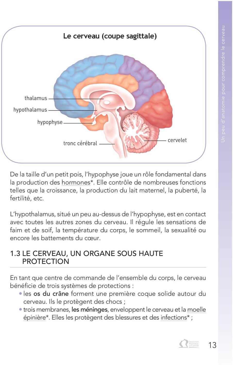 L hypothalamus, situé un peu au-dessus de l hypophyse, est en contact avec toutes les autres zones du cerveau.