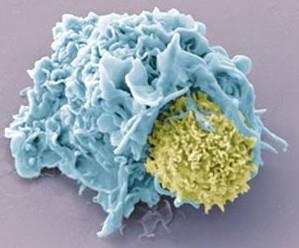 Les lymphocytes T auxiliaires se fixent aux antigènes fixés aux anticorps des macrophages.
