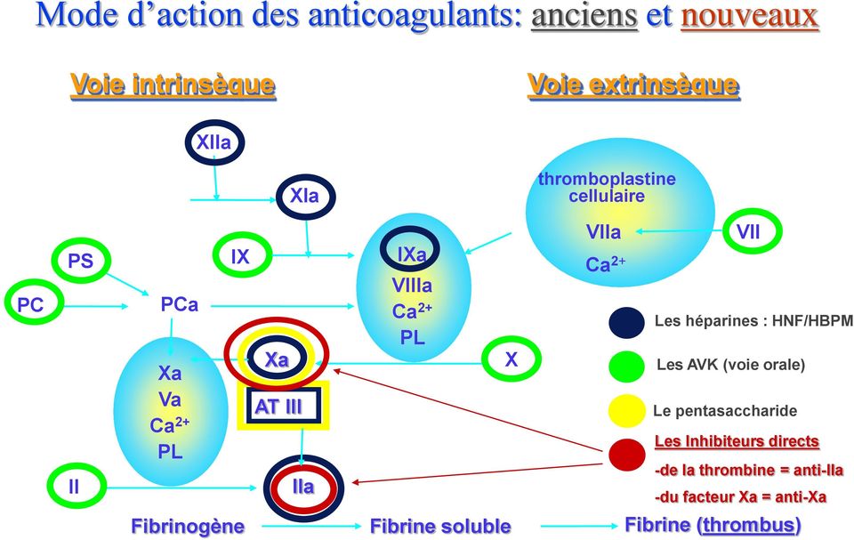 soluble X XIIIa VIIa Ca 2+ VII Les héparines : HNF/HBPM Les AVK (voie orale) Le pentasaccharide Les Inhibiteurs