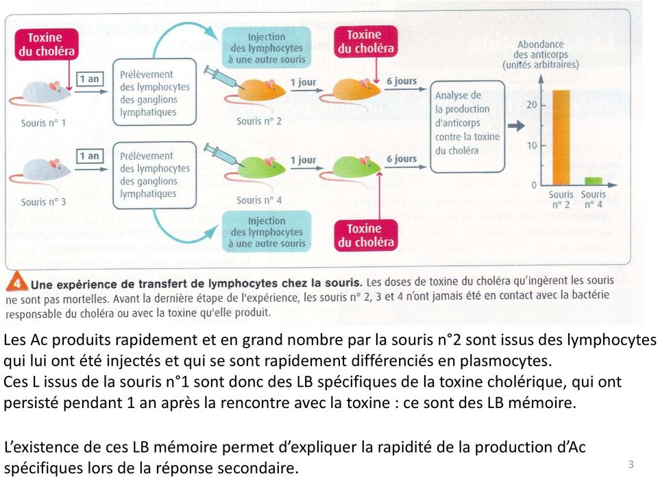 Ces L issus de la souris n 1 sont donc des LB spécifiques de la toxine cholérique, qui ont persisté pendant 1 an
