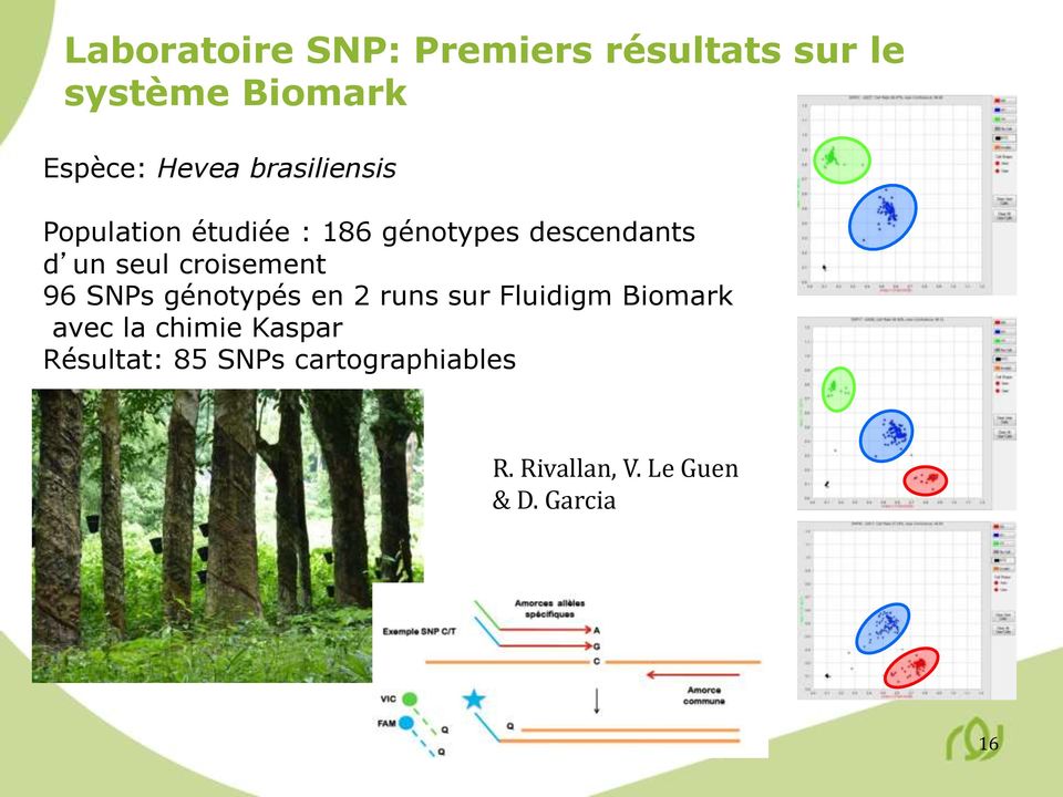 croisement 96 SNPs génotypés en 2 runs sur Fluidigm Biomark avec la chimie