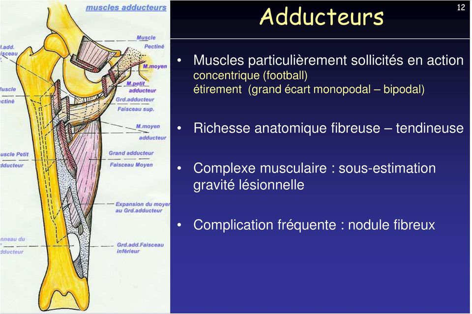 Richesse anatomique fibreuse tendineuse Complexe musculaire :