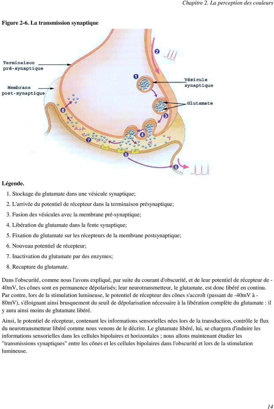Fixation du glutamate sur les récepteurs de la membrane postsynaptique; 6. Nouveau potentiel de récepteur; 7. Inactivation du glutamate par des enzymes; 8. Recapture du glutamate.
