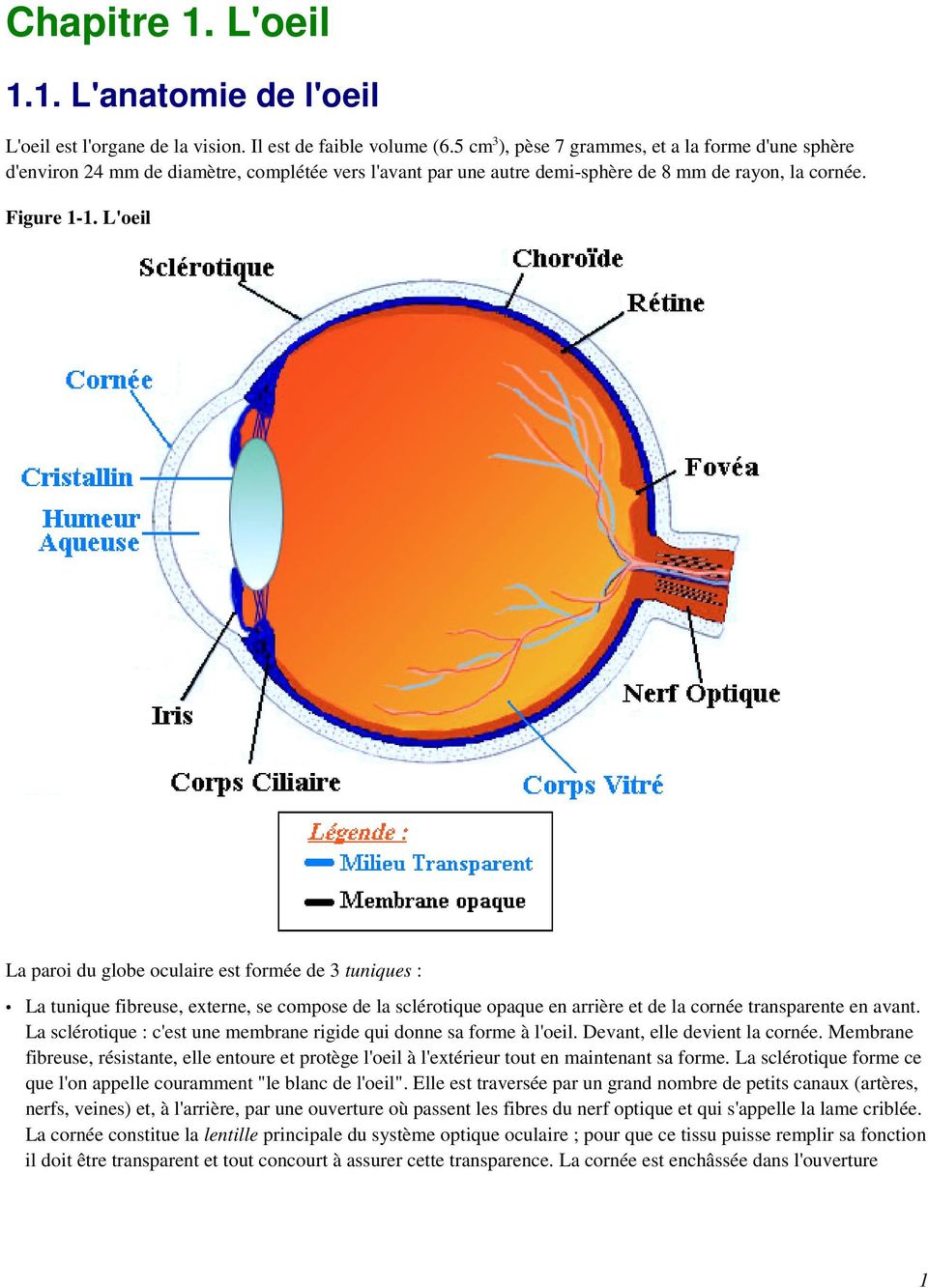 L'oeil La paroi du globe oculaire est formée de 3 tuniques : La tunique fibreuse, externe, se compose de la sclérotique opaque en arrière et de la cornée transparente en avant.
